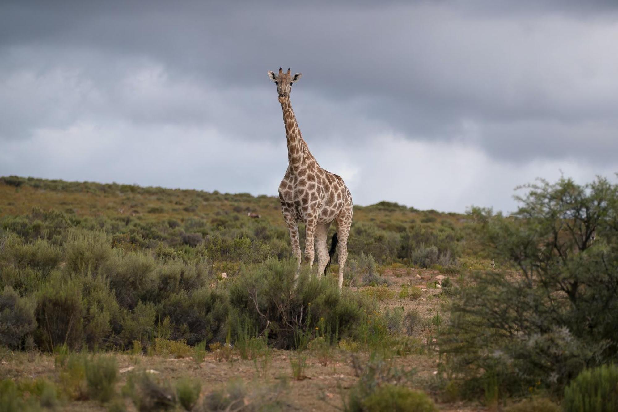 Swartberg Private Game Lodge Oudtshoorn Exterior foto
